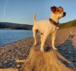 Bild vergr&ouml;&szlig;ern: Hund